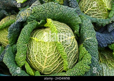 Chou vert de Savoie biologique chou pomme chez un fermier français marché Banque D'Images