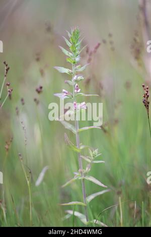 Odontites litoralis, communément appelé Salt Bartsia ou Red Bartsia, plante endémique de Finlande Banque D'Images