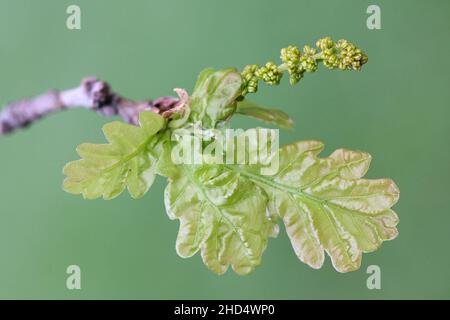 Chatons mâles et nouvelles feuilles de chêne commun, Quercus robur Banque D'Images