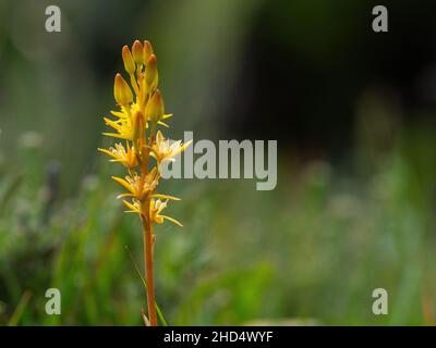 Tourbière asphodel Narthecium ossifragum poussant dans une chasse humide, Rockford Common, New Forest National Park, Hampshire, Angleterre, Royaume-Uni, juillet 2020 Banque D'Images