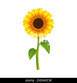 Tournesol réaliste avec branche verte et feuilles Illustration de Vecteur