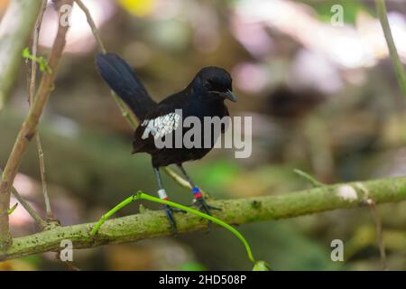 A Seychelles Magpie-Robin, île Cousin, Seychelles, Océan Indien, Afrique. Banque D'Images