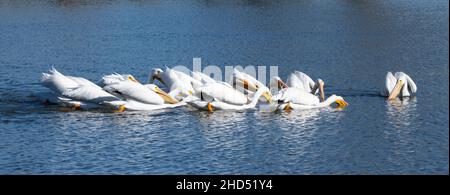 Une gousse de pélicans blancs américains (Pelecanus erythrorhynchos) effectuant une alimentation synchronisée Banque D'Images