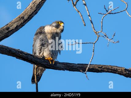 Un faucon pèlerin (Falco peregrinus) se trouve sur une branche et se place au loin Banque D'Images