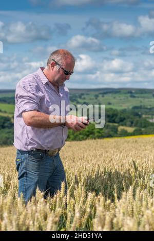 Agriculteur sur téléphone mobile dans champ de blé.Co. Durham, Royaume-Uni Banque D'Images