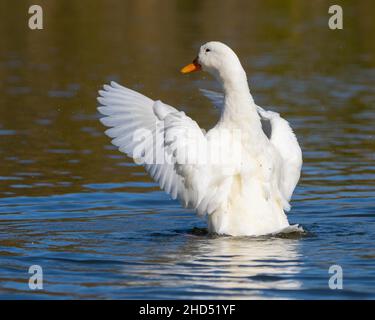 Un canard domestique de Pekin américain (Anas platyrhynchos) secoue l'eau de ses ailes Banque D'Images