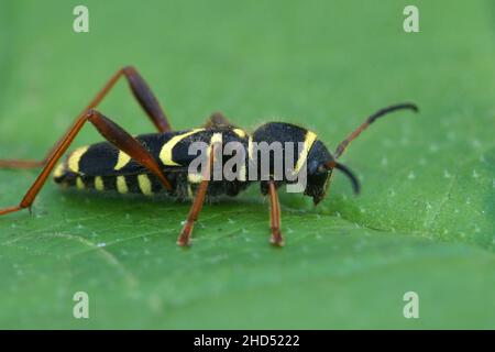 Gros plan latéral de la guêpe longicorne le Clytus arietis on une feuille verte Banque D'Images