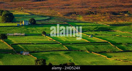 La lumière du soleil du matin projette de longues ombres sur les champs de Swaledale. Banque D'Images