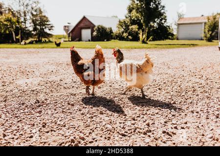 Deux poulets traversant le gravier en lumière directe Banque D'Images