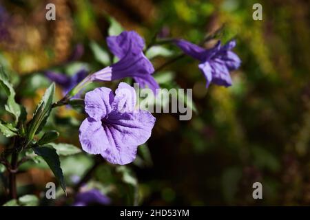 Ruellia simplex.Ruellia tuberosa, également connue sous le nom de minnieroot, racine de fièvre, racine de dragon et pomme de terre de mouton.Ruellia tuberosa.pétunia sauvage violet. Banque D'Images