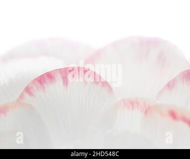 Macro de pétales de ranunculus rose et blanc Banque D'Images