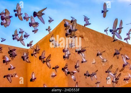 Pigeons en train de fouler l'église de la Mission de San Francisco de Asis Banque D'Images