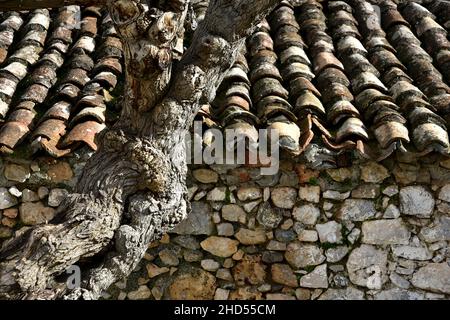 Ancienne maison rurale traditionnelle avec un mur en pierre fait à la main et un ancien toit en tuiles d'argile à Leonidio, Arcadia Péloponnese, Grèce. Banque D'Images