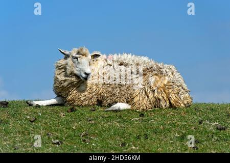 Le mouton Texel se trouve sur Une couronne de Dyke dans le marais, sur la côte de la mer du Nord, au Schleswig-Holstein, en Allemagne Banque D'Images