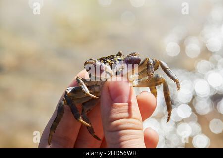 Petit crabe verrue dans la main sur fond de mer.Eriphia verrucosa. Banque D'Images