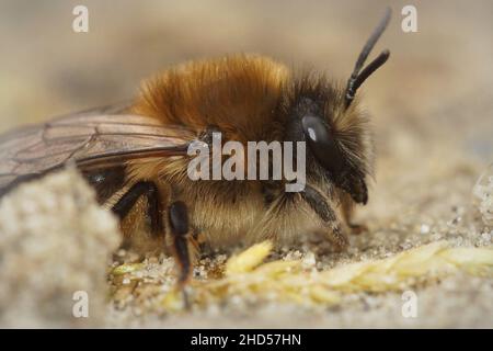 Gros plan d'une abeille minière ancienne femelle , Colletes cunicularius sur le sol Banque D'Images