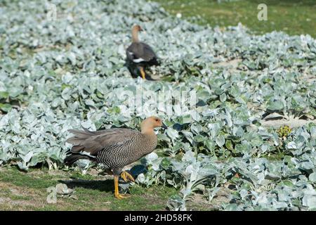 Femelle d'oie d'Upland Chloephaga picta, île de Saunders, îles Falkland Banque D'Images