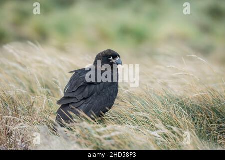 Caracara striée ( Phalcoboenus australis ) sur l'île de Saunders - îles Falkland dans l'atlantique sud Banque D'Images