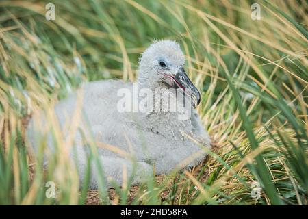 Albatros brun noir ( Thalassarche melanophris ) poussin sur nid, îles Falkland Atlantique Sud, île point ouest, arrivant au nid Banque D'Images