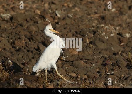 La principale proie pour l'aigrette de bétail sur Lanzarote est les lézards, parmi les roches volcaniques il y a beaucoup d'abris, mais les aigrettes de bétail sont souvent réussies. Banque D'Images