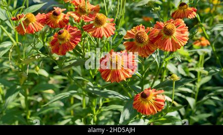 Helenium Autumnale connu sous le nom de Moerheim Beauty.Fin de l'été orange jaune jardin fleurs dans la nature.Belles fleurs de helenium brillant amer inébule Banque D'Images