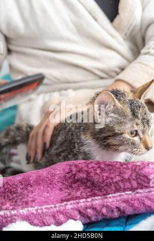 Gros plan d'un chat soigné Banque D'Images