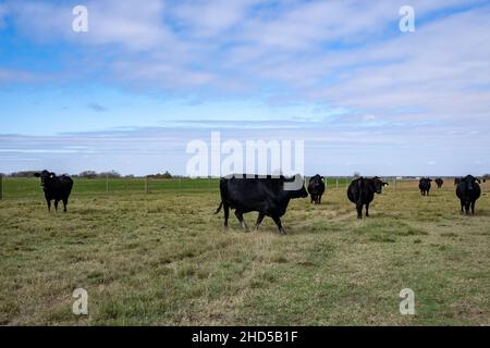 Black Angus cattles en itinérance dans un ranch.Matagorda, Texas, États-Unis. Banque D'Images