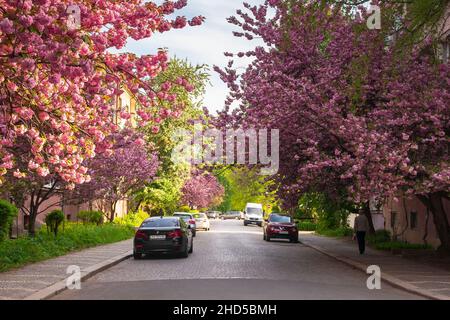 Uzhgorod, ukraine - 05 mai 2021 : floraison des cerisiers dans les rues au petit matin.Arbres de sakura fleuris le long de la route avec des voitures garées Banque D'Images