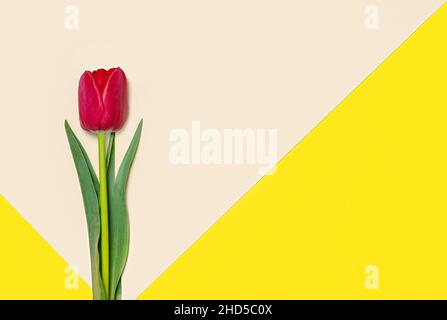 Collection de tulipes de type diffrenet sur fond de papier de couleur géométrique.Image 6 de 16 Banque D'Images