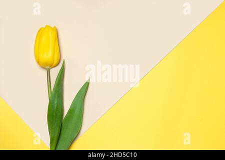 Collection de tulipes de type diffrenet sur fond de papier de couleur géométrique.Image 7 de 16 Banque D'Images