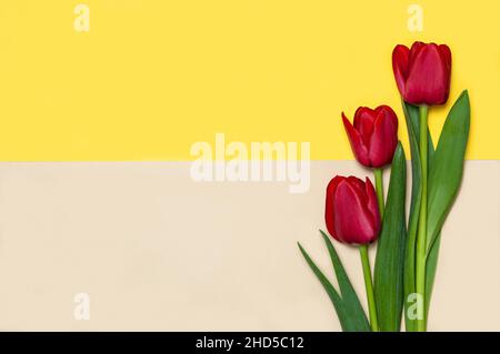 Collection de tulipes de type diffrenet sur fond de papier de couleur géométrique.Image 9 de 16 Banque D'Images