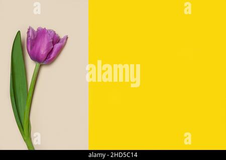 Collection de tulipes de type diffrenet sur fond de papier de couleur géométrique.Image 10 de 16 Banque D'Images