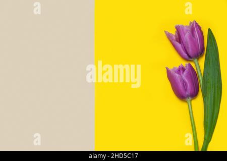 Collection de tulipes de type diffrenet sur fond de papier de couleur géométrique.Image 11 de 16 Banque D'Images