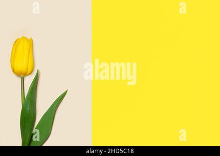 Collection de tulipes de type diffrenet sur fond de papier de couleur géométrique.Image 12 de 16 Banque D'Images