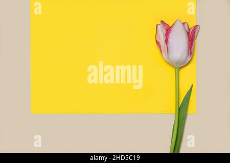 Collection de tulipes de type diffrenet sur fond de papier de couleur géométrique.Image 13 de 16 Banque D'Images