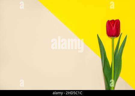 Collection de tulipes de type diffrenet sur fond de papier de couleur géométrique.Image 1 de 16 Banque D'Images