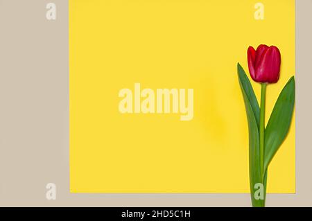 Collection de tulipes de type diffrenet sur fond de papier de couleur géométrique.Image 15 de 16 Banque D'Images