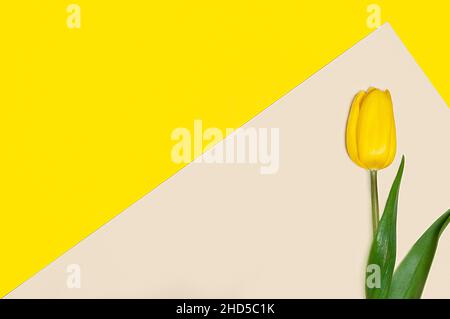 Collection de tulipes de type diffrenet sur fond de papier de couleur géométrique.Image 16 de 16 Banque D'Images