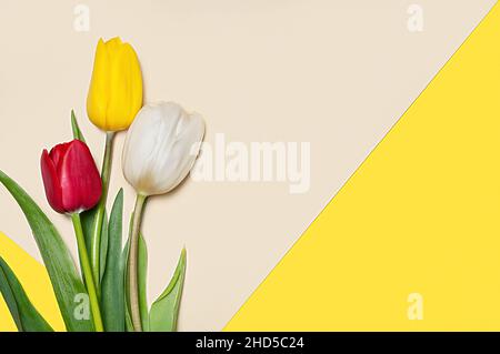Collection de tulipes de type diffrenet sur fond de papier de couleur géométrique.Image 5 de 16 Banque D'Images