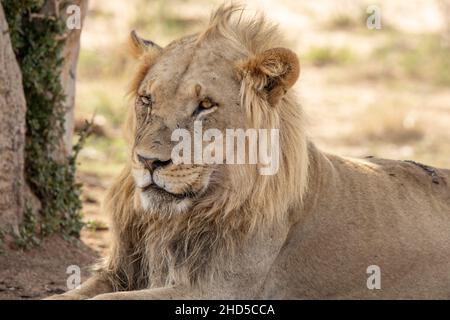 Un jeune lion mâle se reposant à l'ombre du matin après avoir allaiter sur un tuer toute la nuit Banque D'Images