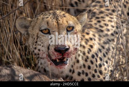 Un guépard se nourrissant d'une nouvelle tute avec du sang visible sur le museau et le visage Banque D'Images