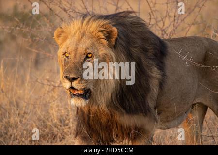 Un grand lion mâle avec une manie sombre chasse pour son prochain repas Banque D'Images