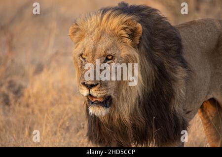 Un grand lion mâle avec une manie sombre chasse pour son prochain repas Banque D'Images