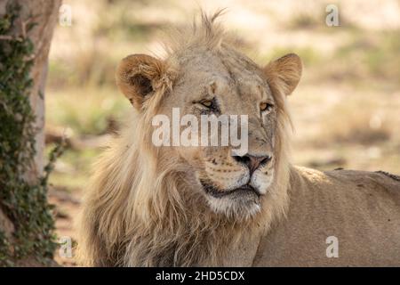 Un jeune lion mâle se reposant à l'ombre du matin après avoir allaiter sur un tuer toute la nuit Banque D'Images