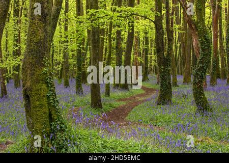 Un chemin menant à travers les bluebell Woods. Banque D'Images