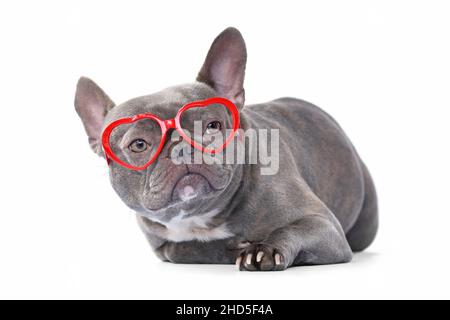 Chien Bulldog français portant des lunettes de Saint-Valentin en forme de coeur rouge sur fond blanc Banque D'Images