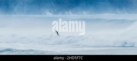 Une image panoramique d'un mouette volant par pulvérisation soufflée par un fort vent au large à Fistral Bay, à Newquay, dans les Cornouailles. Banque D'Images