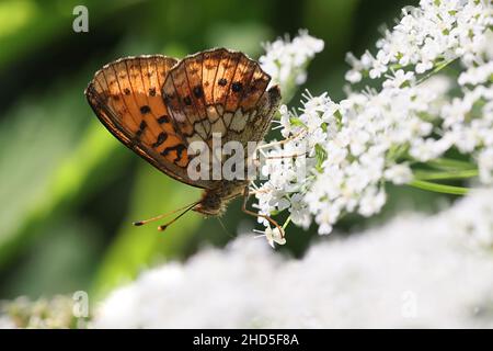 Brenthis ino, connu comme le moindre marbled fritillary, un papillon de la famille des Nymphalidae Banque D'Images