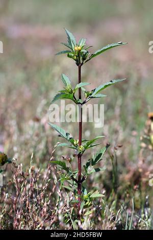 Bidens tripartita, communément appelé Trifid Bur-marigold, Threelobe beggartick ou Tickseed, plante sauvage de Finlnad Banque D'Images