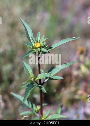 Bidens tripartita, communément appelé Trifid Bur-marigold, Threelobe beggartick ou Tickseed, plante sauvage de Finlnad Banque D'Images